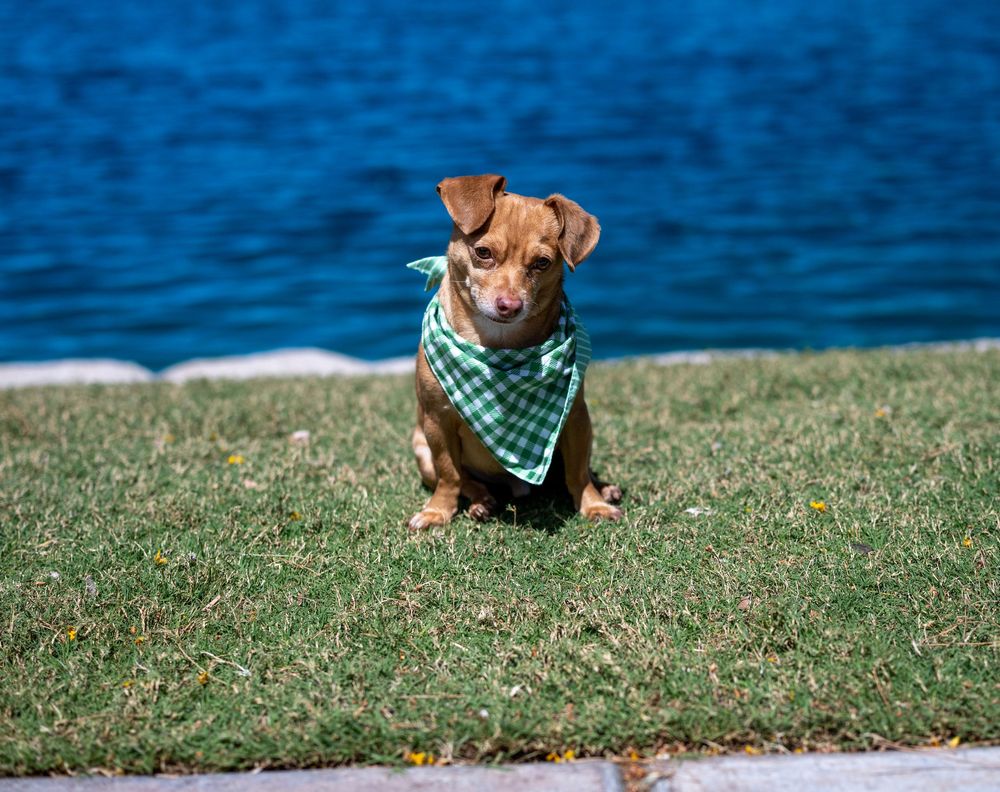 A small brown dog wearing a green plaid bandana sits attentively on grass beside a bright blue lake.