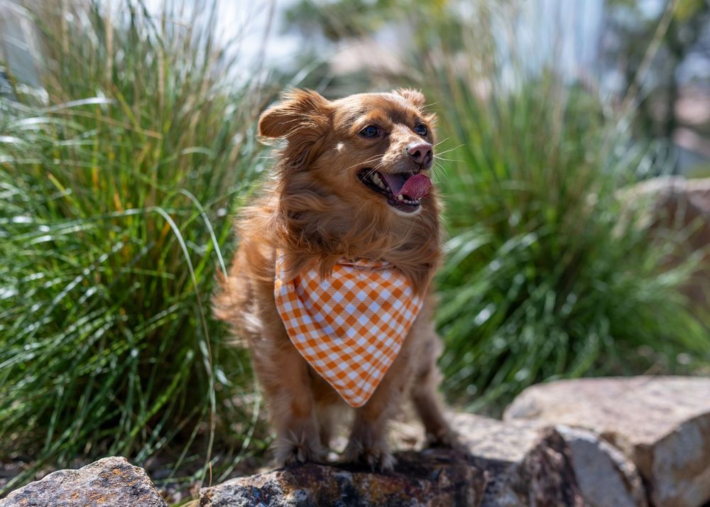 A happy golden-brown dog wearing an orange plaid bandana stands on rocks surrounded by tall green grass.