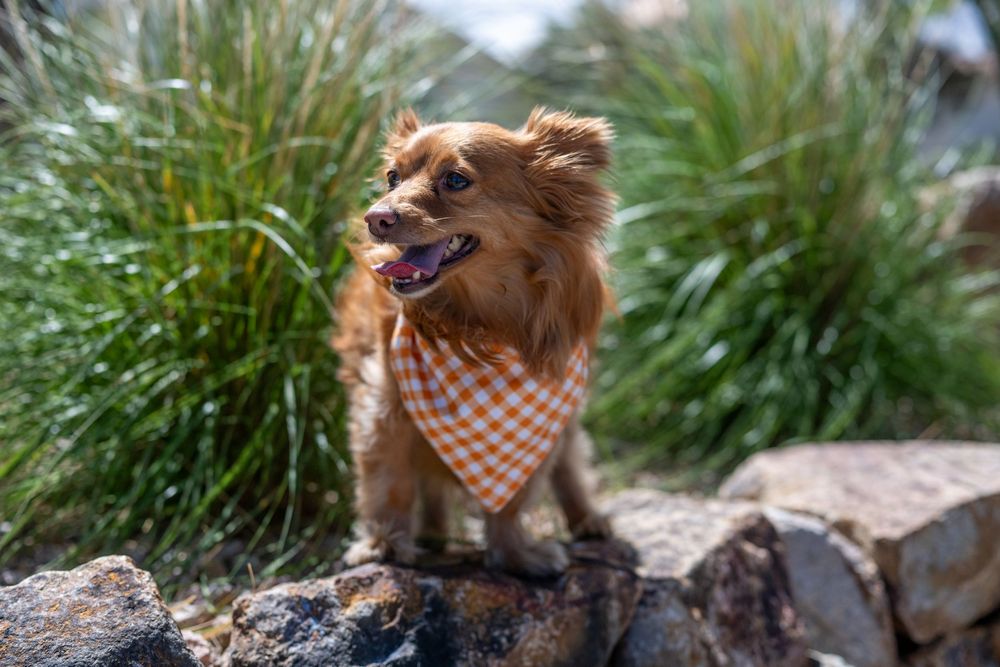 A joyful golden-brown dog in an orange gingham bandana perches on rocks near tall ornamental grasses.