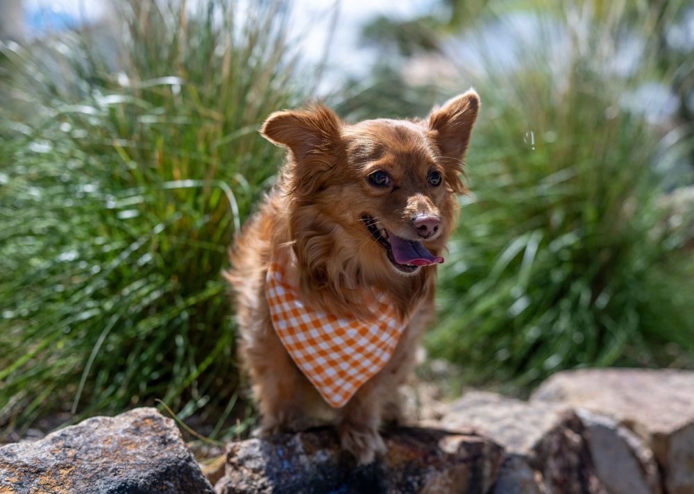 A fluffy brown dog wearing an orange checkered bandana stands on rocks with lush green plants behind.