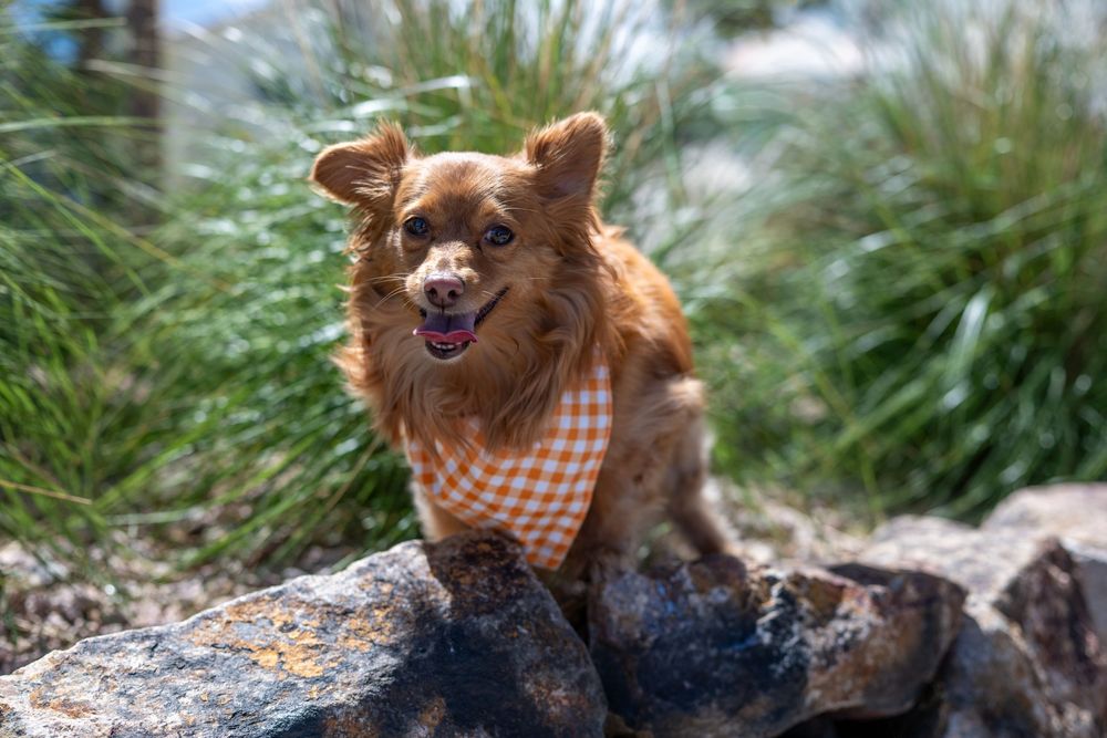 A happy Chihuahua wearing an orange plaid bandana sits on rocks surrounded by green grass outdoors.