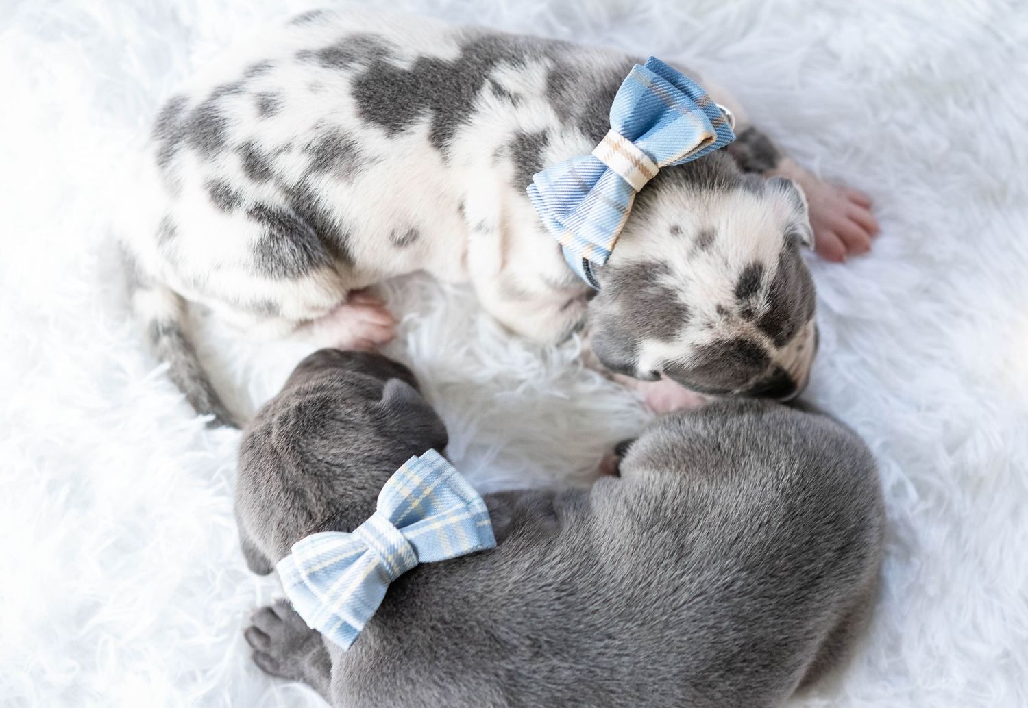 Two newborn Great Dane puppies sleeping on white fur, wearing blue plaid bow ties.