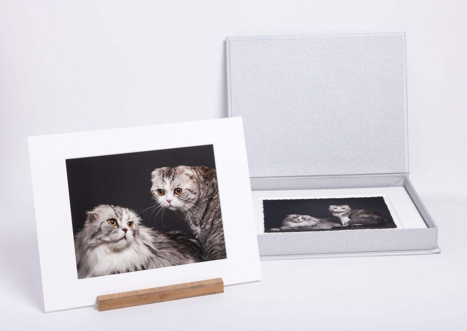 Fine art matted prints of two Scottish fold cats in a portrait box captured by fetching fido fotography.