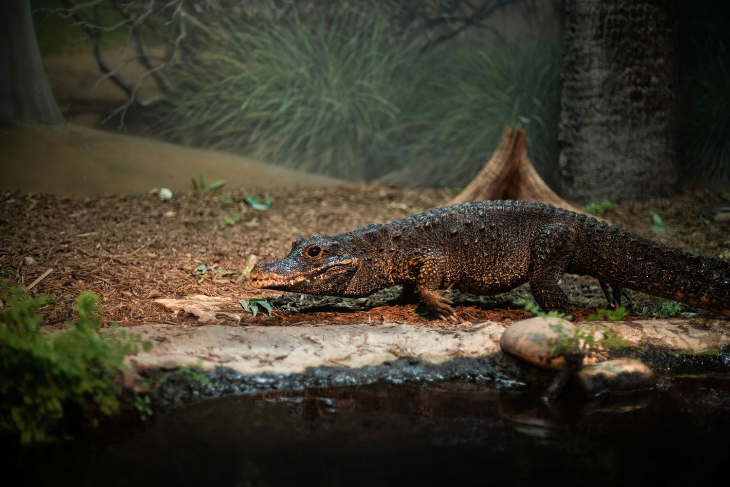 A large monitor lizard rests on rocky terrain in a naturalistic zoo enclosure surrounded by trees.