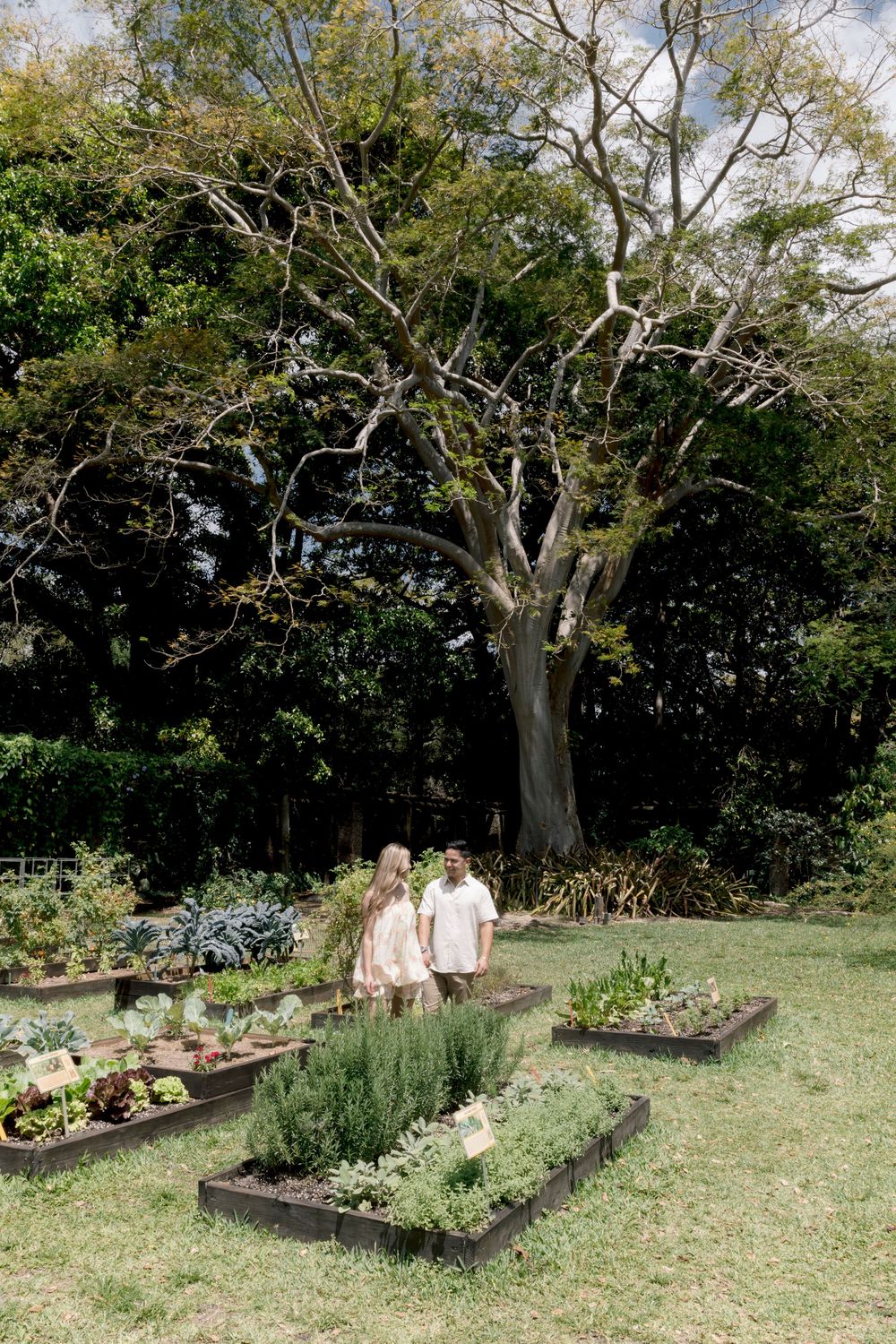 Two people stand among raised garden beds filled with herbs and vegetables beneath a large tree in a lush green garden.