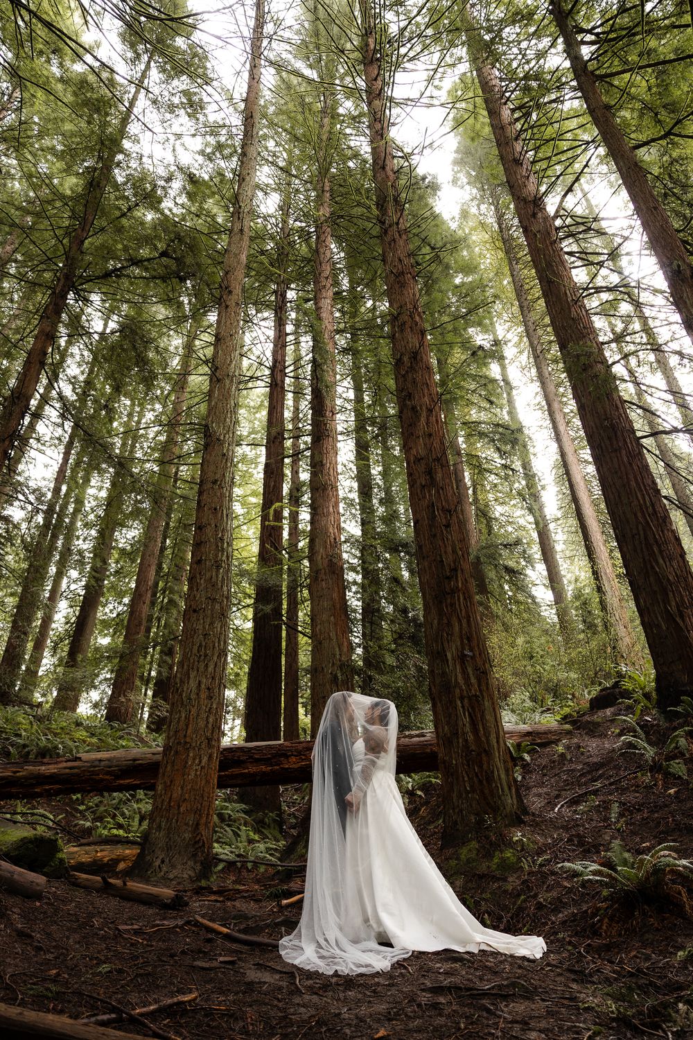 Bride in white gown and long veil stands among towering redwood trees in a misty forest setting.