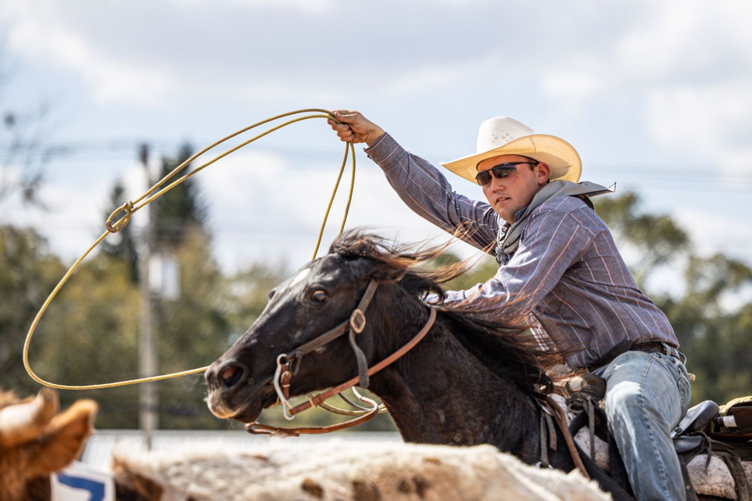 Cowboy on horseback swinging a lasso rope at a rodeo competition, wearing a white hat and blue shirt.