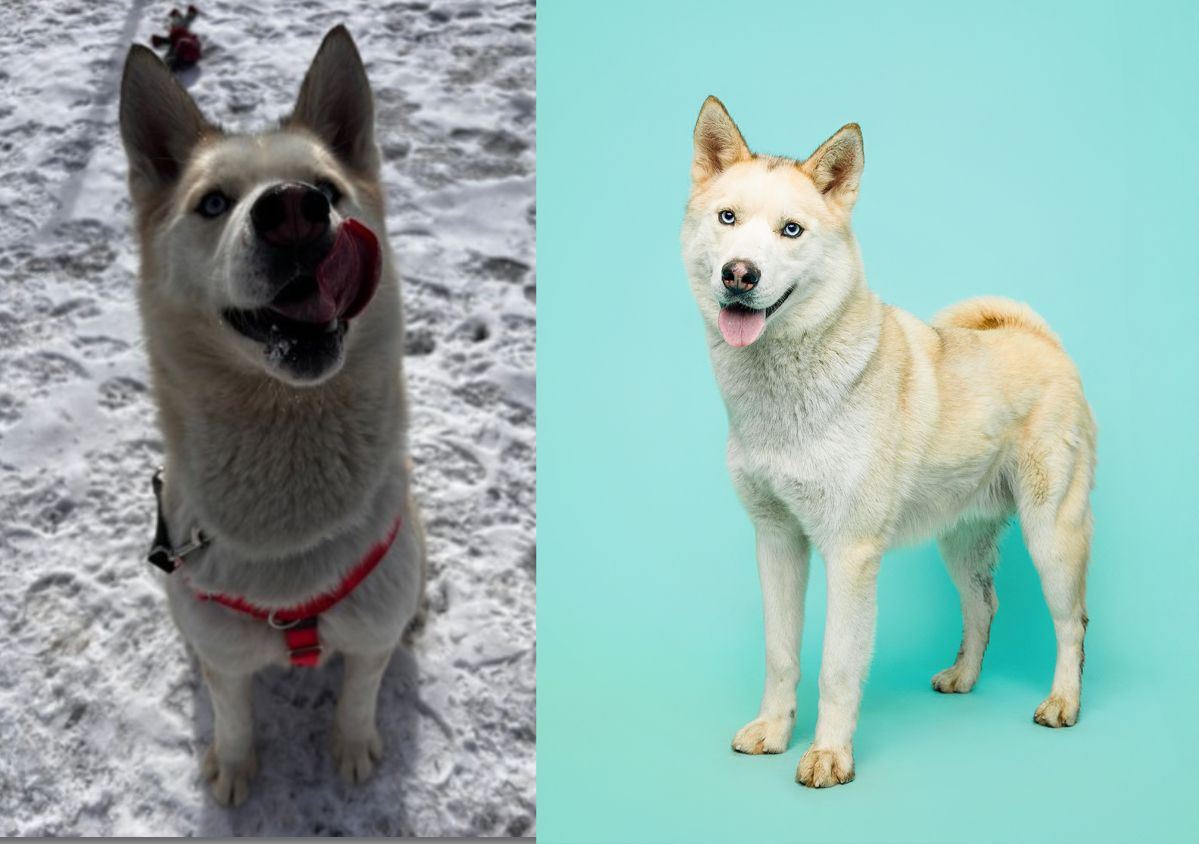 Two Shiba Inu dogs side by side, one outdoors in snow with red harness, one posed on teal background.