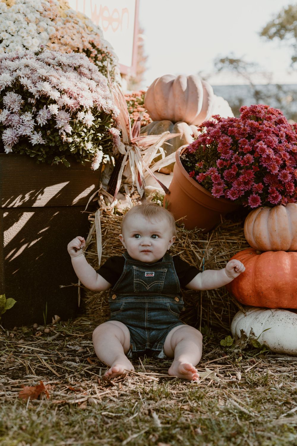 Adorable baby in denim overalls sits on hay bale surrounded by pumpkins and chrysanthemums.