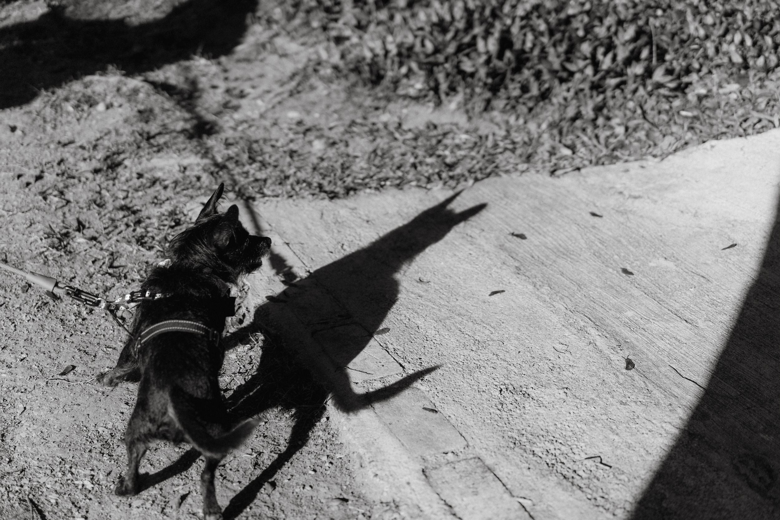 Black and white artistic photo of a small dog's shadow cast on concrete ground.