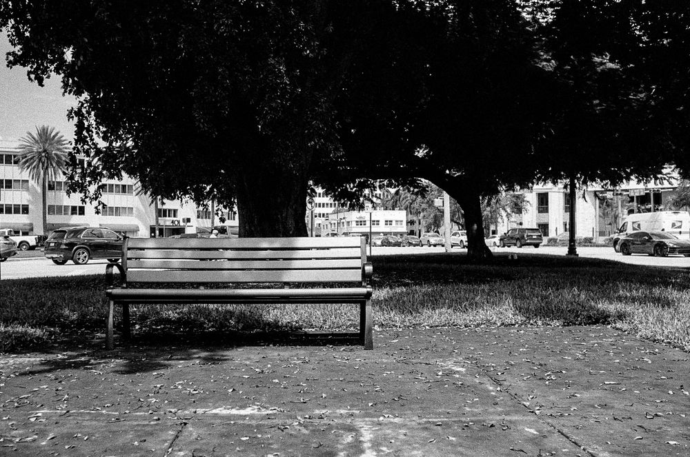 Empty park bench under tree branches in black and white urban setting.