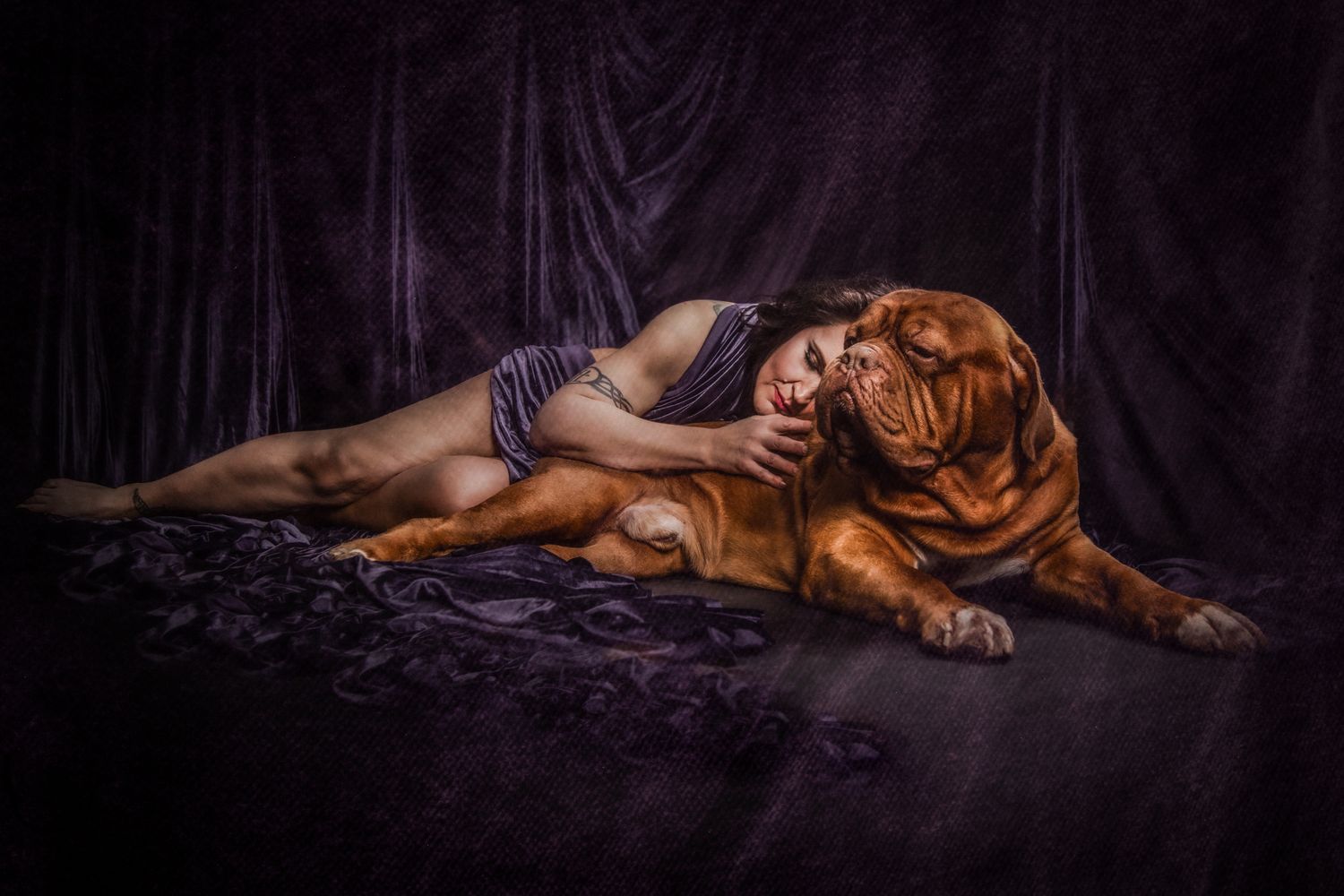 Intimate portrait with a Dogue de Bordeaux dog on purple velvet backdrop.