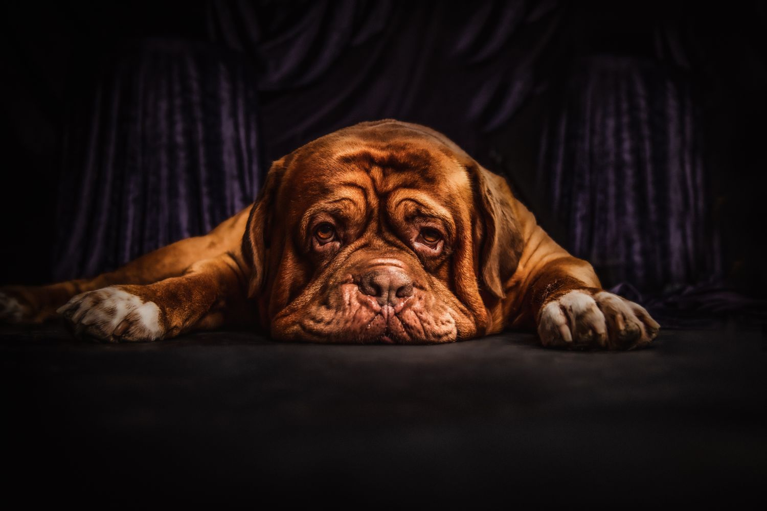 Close-up portrait of a Dogue de Bordeaux lying on dark fabric with dramatic lighting.