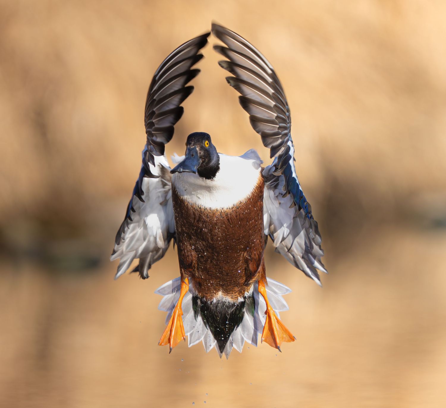 A duck in flight viewed from below with wings spread wide against a blurred brown background.