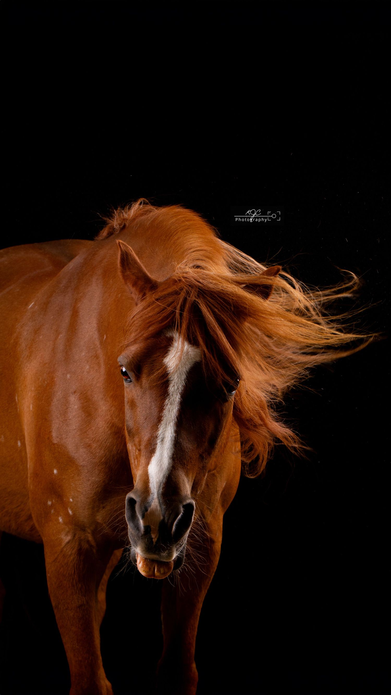 Equine Fine Art foto in de mobiele studio in Gelderland
