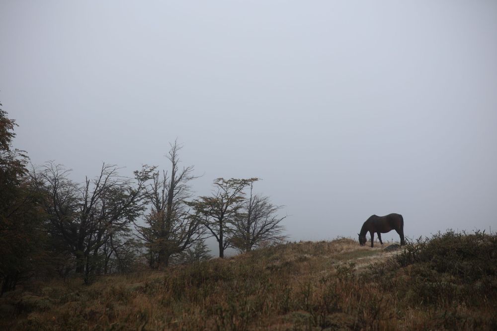 Un caballo solitario pasta tranquilamente en una colina brumosa rodeada de árboles desnudos y hierba seca, creando un paisaje natural sereno