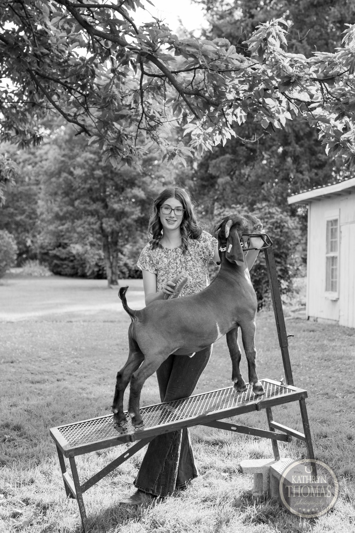 Brown goat stands on grooming table while being handled in black and white rural setting with trees in background.