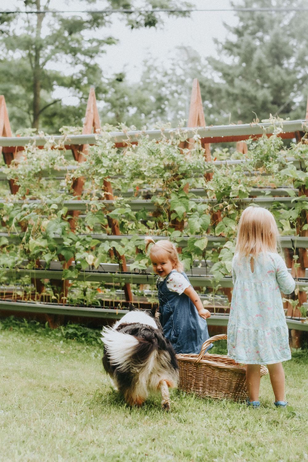 Children in summer dresses gather fruit in a garden with a furry dog and wicker basket near strawberry plants.