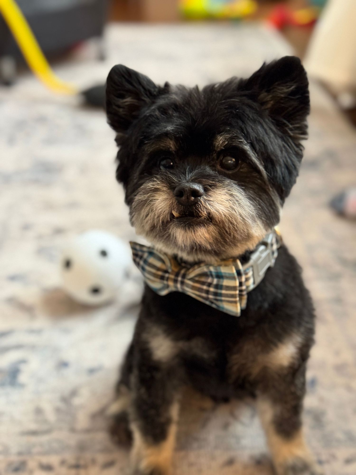 Small black dog with tan markings wearing a plaid bowtie collar poses for the camera on a textured surface.