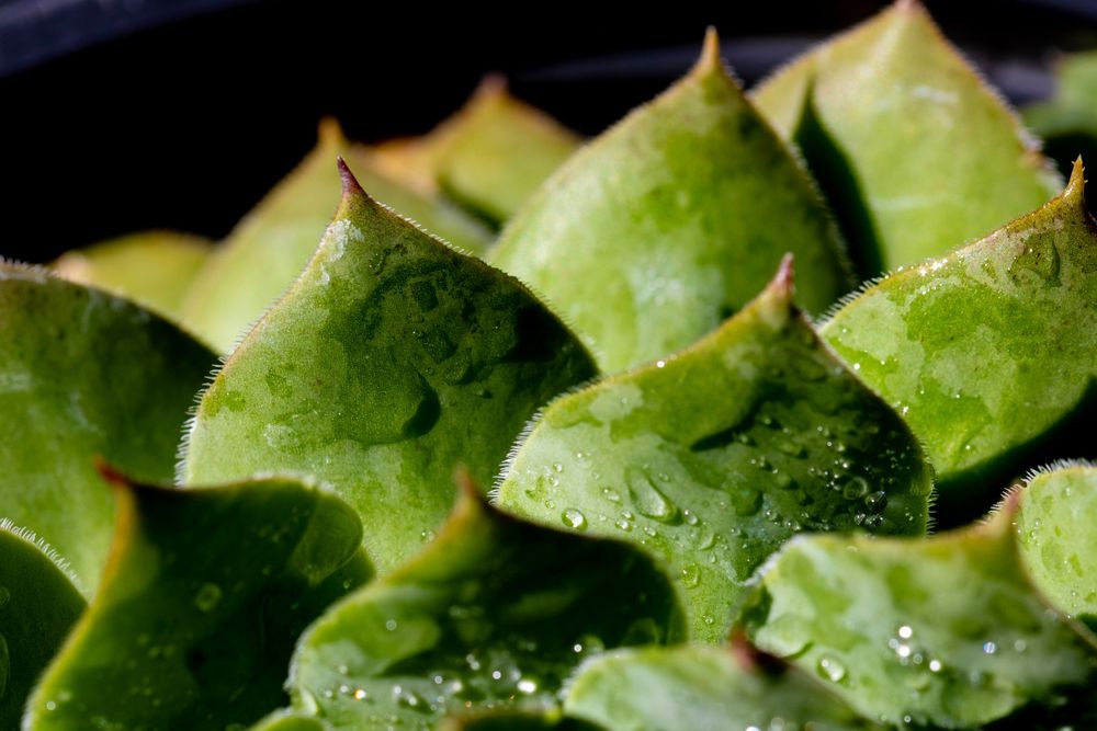 Macro shot of close-up of a succulent plant's geometric green leaves with water droplets.