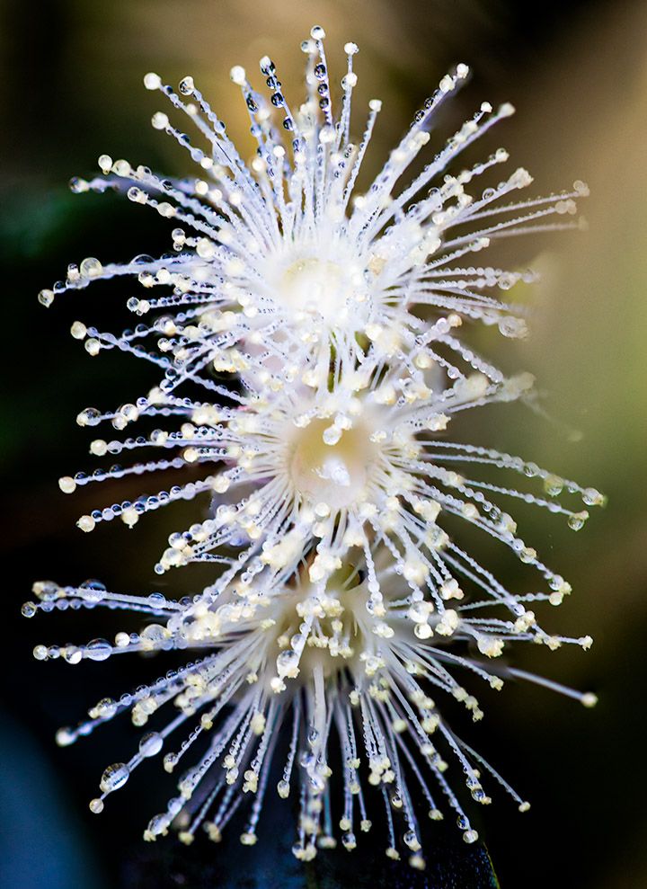 Macro shot of a delicate white crystalline flower-like structures with dew drops sparkling in the light.