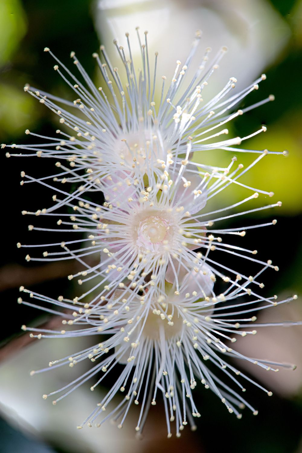 Macro shot of a delicate white star-shaped flowers with long stamens against a soft blurred background.