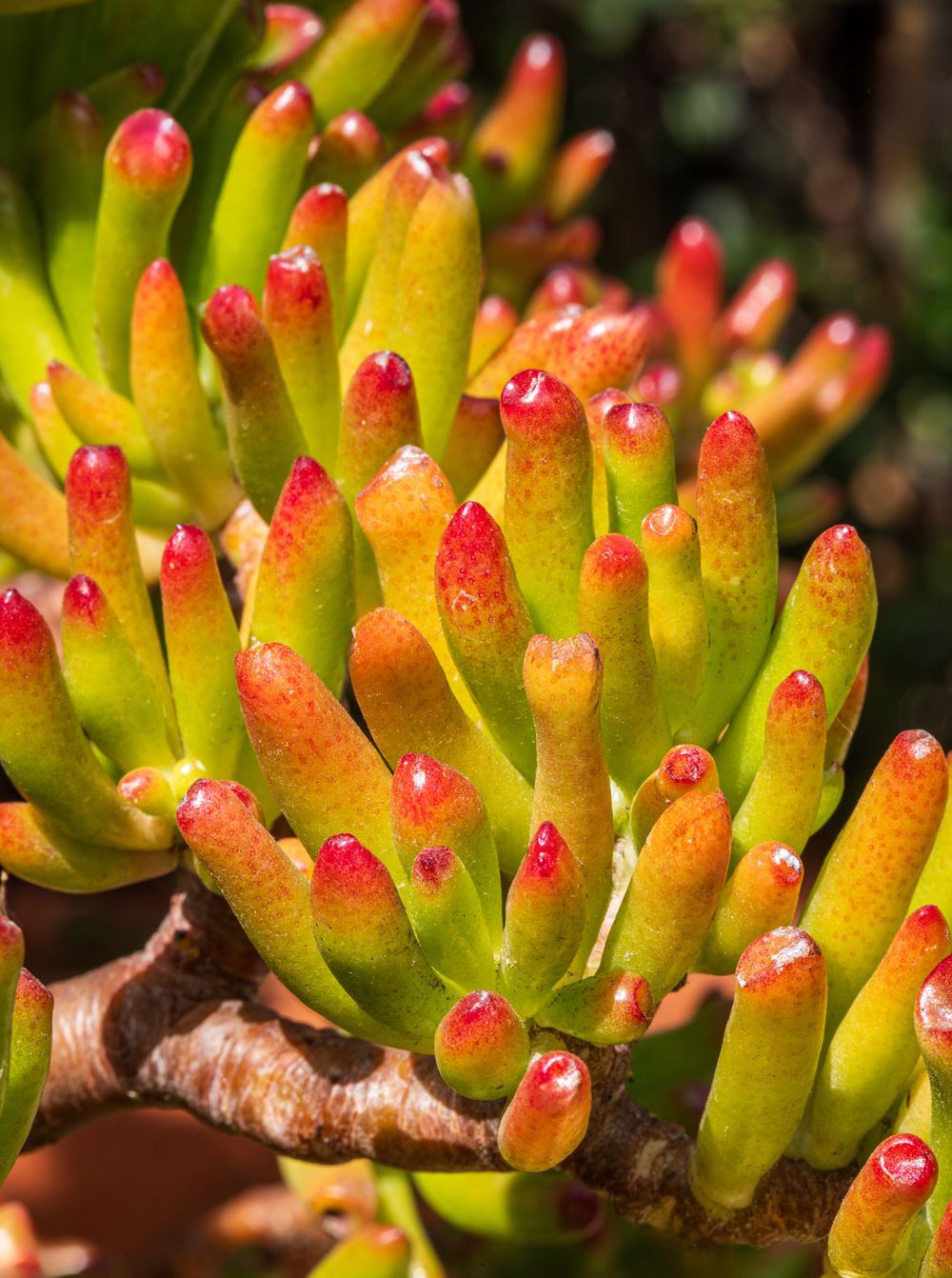 Macro shot of a vibrant succulent plant with red-tipped yellow-green fingers reaching upward.
