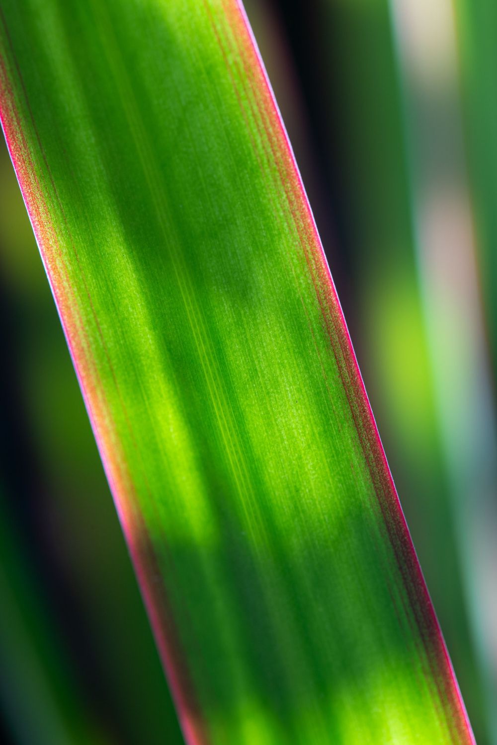 Macro close-up of a bright green leaf blade with red edges showing detailed texture.
