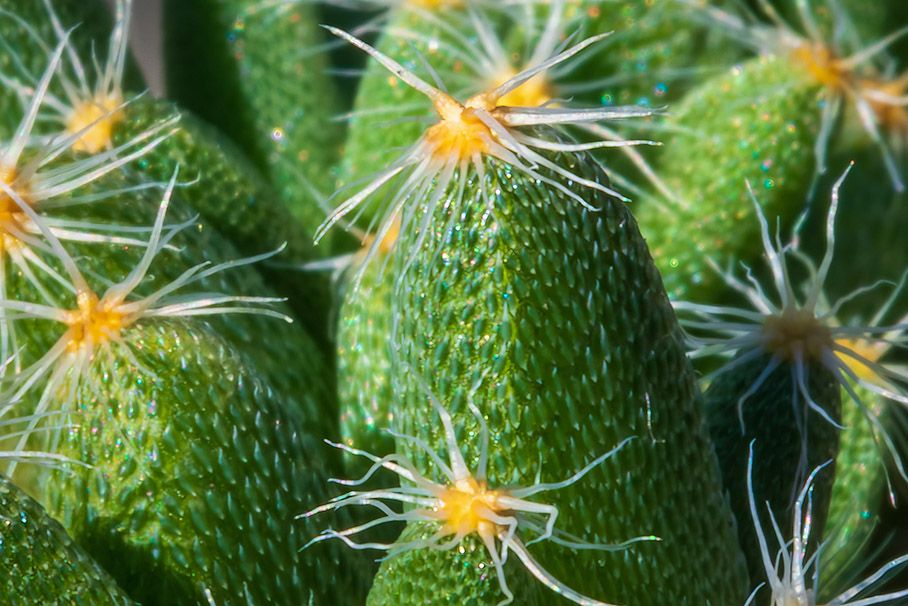 Macro shot of tiny green plant with spiky white protrusions growing in clusters.