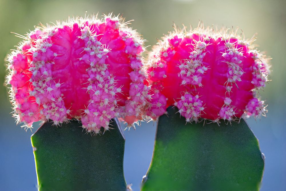 Macro shot of vibrant pink cactus flowers with fuzzy white spines blooming in bright sunlight.