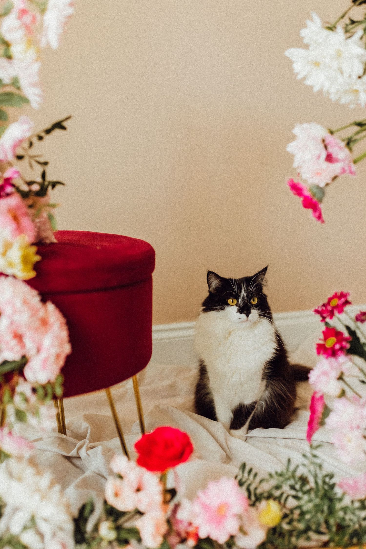 Paula’s cat relaxing at home, sharing a quiet moment in her photography space.