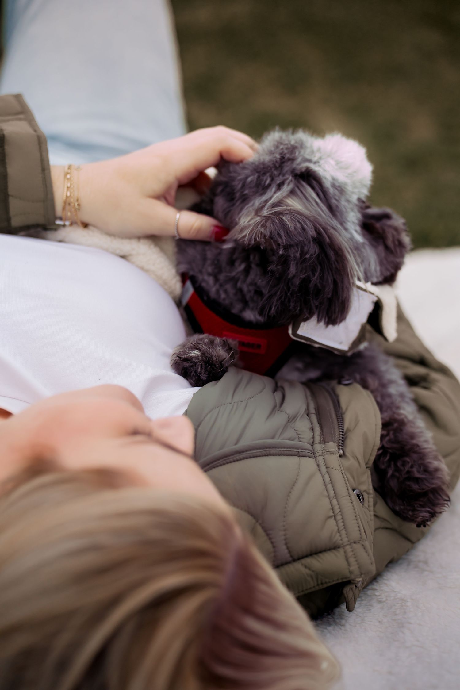A small gray dog wearing a red collar receives affectionate pets while resting on someone's lap.