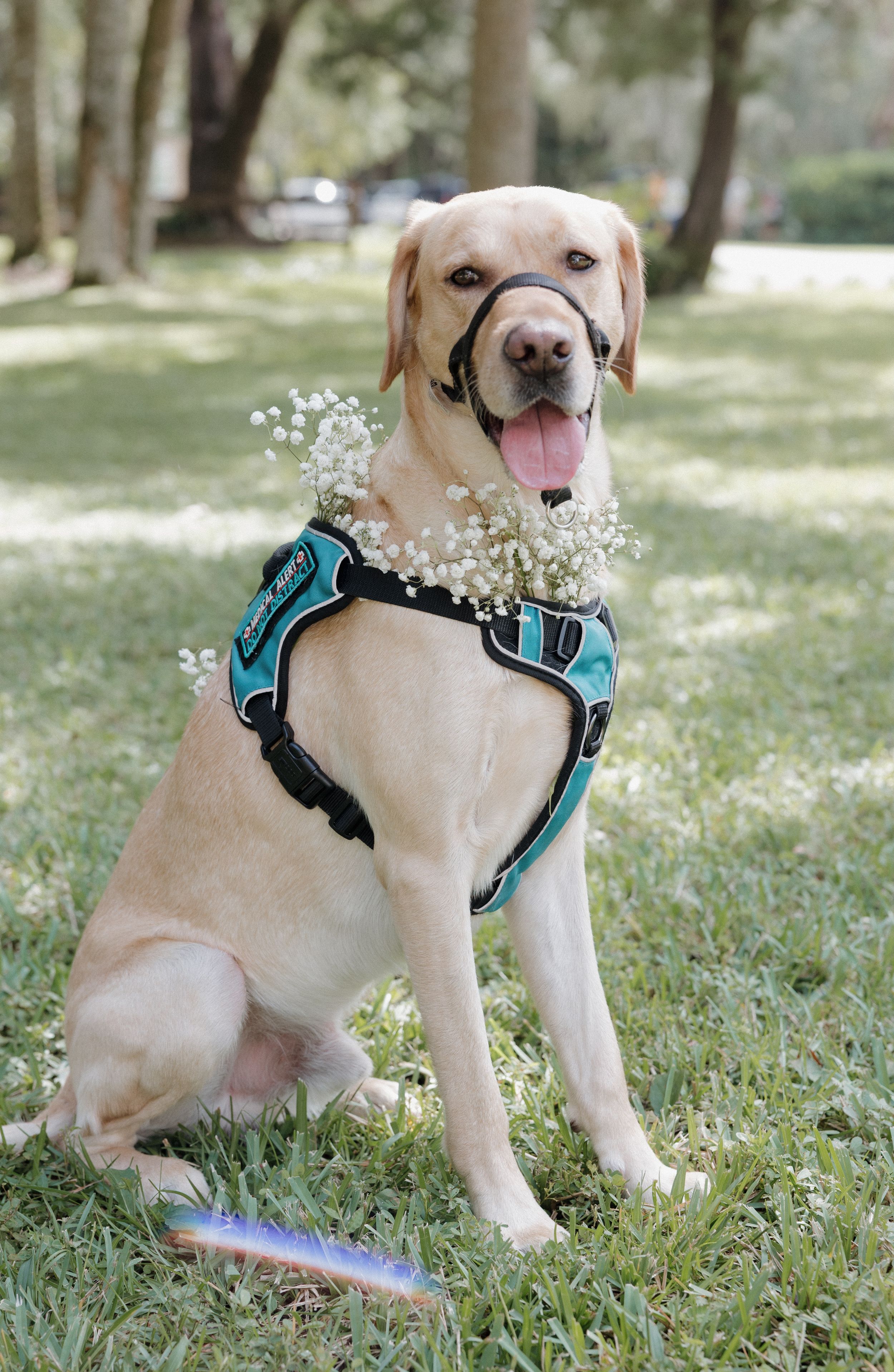A happy yellow Labrador puppy wearing a blue harness sits in the grass.