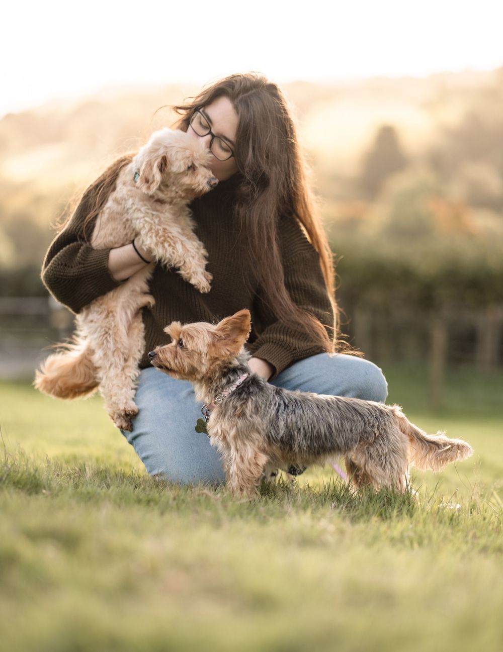 A person and Yorkshire Terrier dog playing together in a sunny field during golden hour.