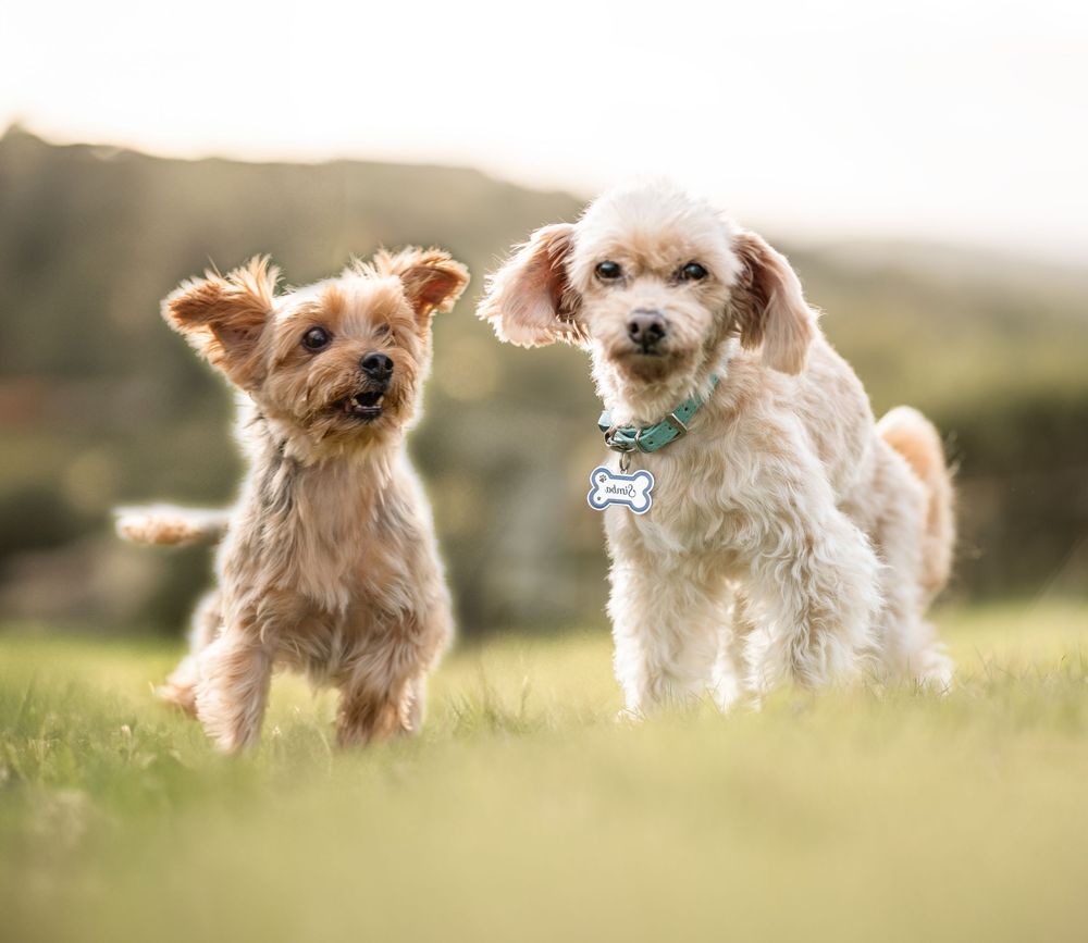 Two playful terrier dogs running and jumping together in a sunny outdoor field with golden lighting.