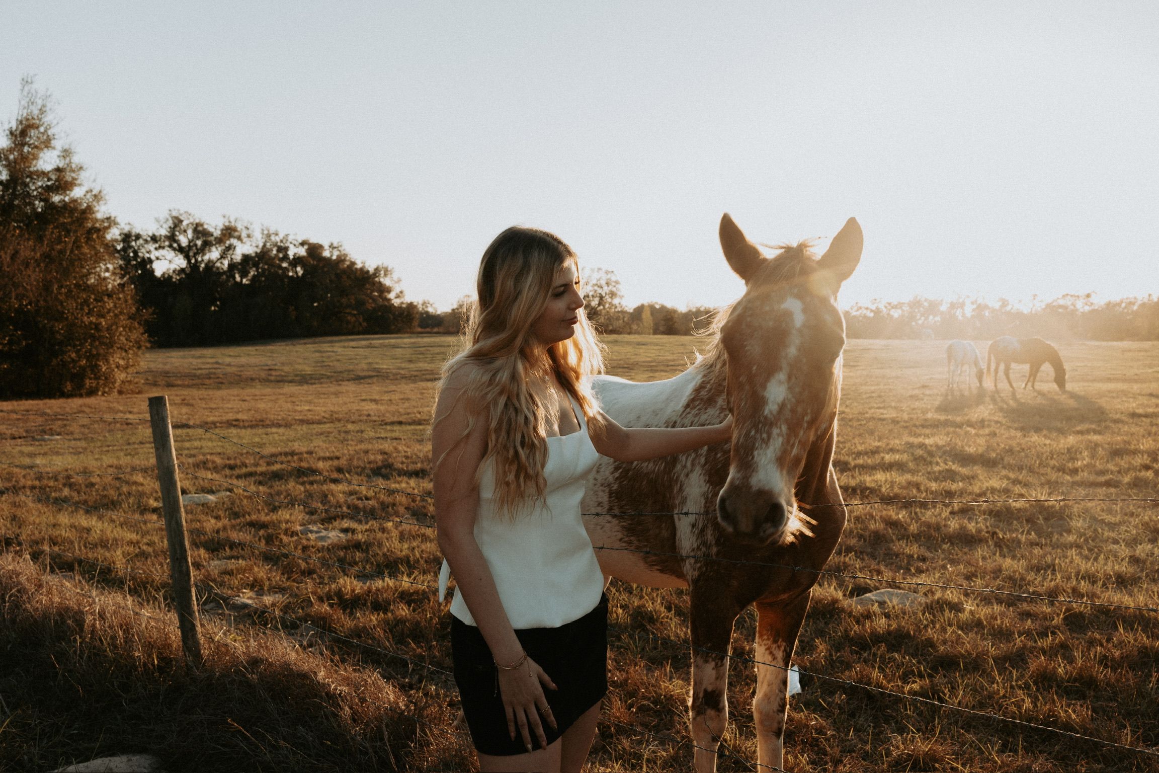 A white horse and companion stand together in a sunlit field during golden hour.