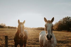 Two white horses stand nose-to-nose in a sunlit field during sunset.