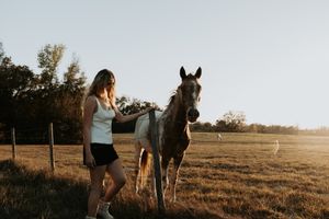 Beautiful white horse grazing in a sun-drenched pasture during golden hour.