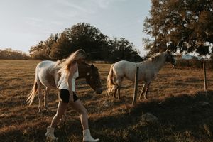 White horses grazing in a sunlit pasture during golden hour with trees in the background.