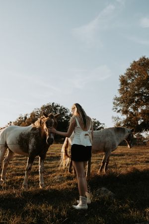 Group of white horses standing together in a grassy field at sunset.