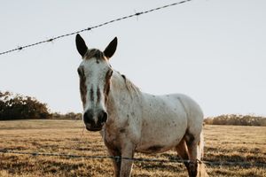 White horses standing in a field against a bright sky with barbed wire fence in view.