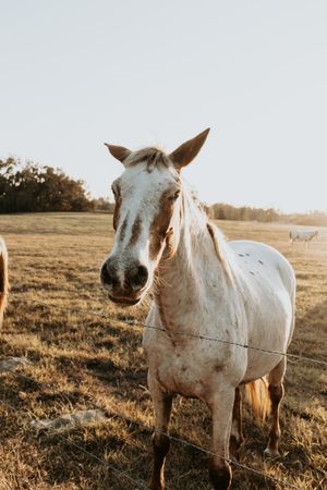 Close-up portrait of white horses in a sunlit pasture during golden hour.