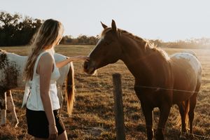 Horses grazing in a fenced pasture at sunset with warm golden light.