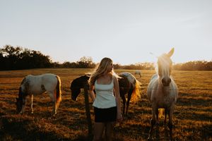 Horses graze in a sunlit pasture with wooden fencing during golden hour.