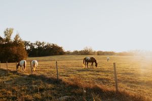 Horses grazing in pastoral field at sunset with wooden fence in foreground.