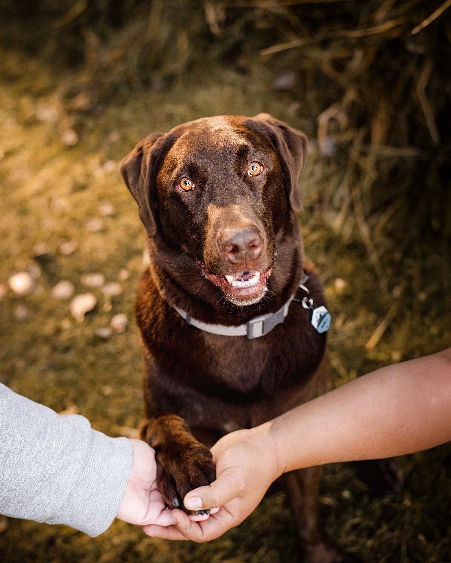 Happy Labrador shaking it's paw with it's owners surrounded by colorful fall foliage captured by Tripdog Photography
