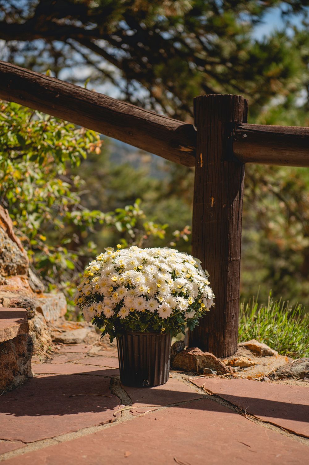 White daisies in a rustic planter sit along a wooden deck railing with mountain views in the background.