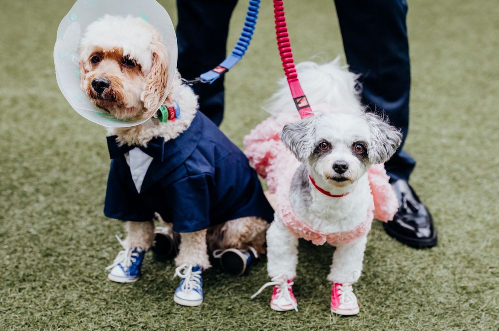 Two small white dogs wearing pink and blue accessories at wedding celebration.