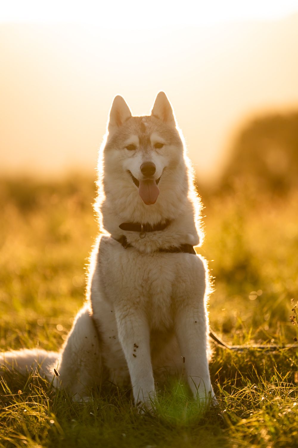 husky au coucher du soleil