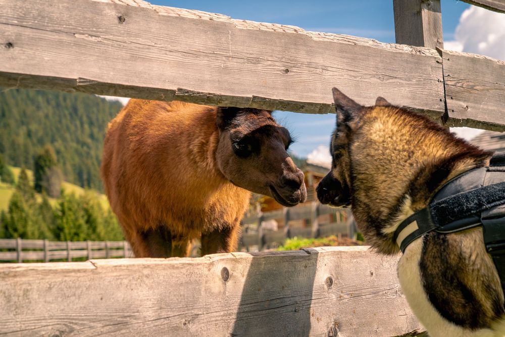 Bears peeking through wooden fence slats in a mountain landscape.
